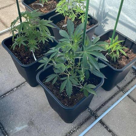Cereal Milk - Outdoor 26