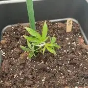 Zoap - Outdoor 26