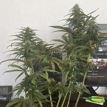Blue Zushi - MicroGrow