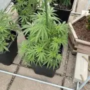 Super Boof XL Auto - Outdoor 26