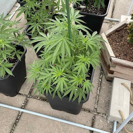 Super Boof XL Auto - Outdoor 26