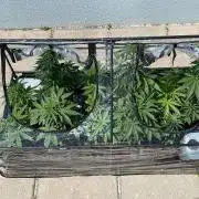 Purple Skunk Auto - Outdoor 25