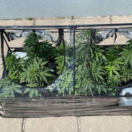 Purple Skunk Auto - Outdoor 25