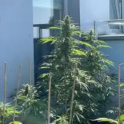 Sensi Amnesia XXL Auto - Outdoor 25