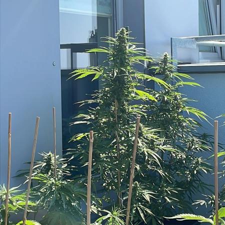 Sensi Amnesia XXL Auto - Outdoor 25