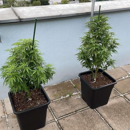 Cereal Milk - Outdoor 25