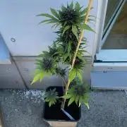 Blackberry Auto - Outdoor 25