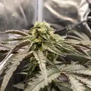 Permanent Marker - Micro Grow