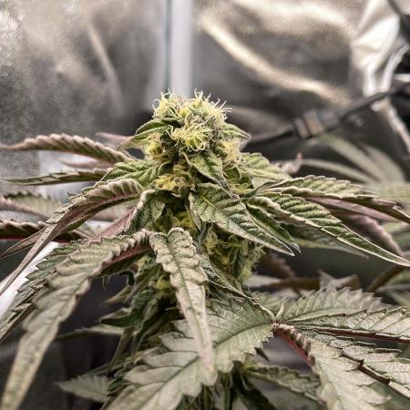 Permanent Marker - Micro Grow