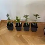 OG Kush - Micro Grow