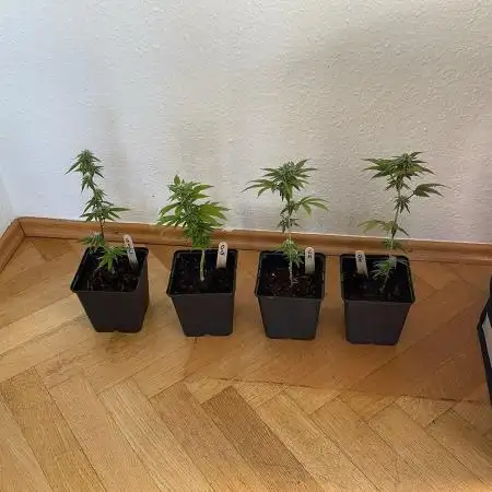 OG Kush - Micro Grow