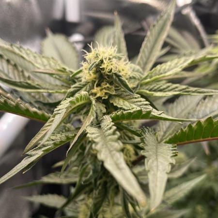 Permanent Marker - Micro Grow