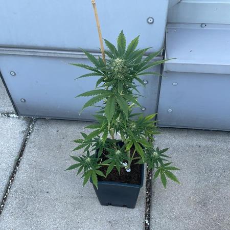 Mimosa Bruce Banner XL Auto - Outdoor 25