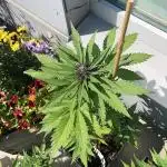 Blackberry Auto - Outdoor 25