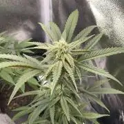 Cap Junky - Micro Grow
