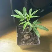 Runtz - MicroGrow
