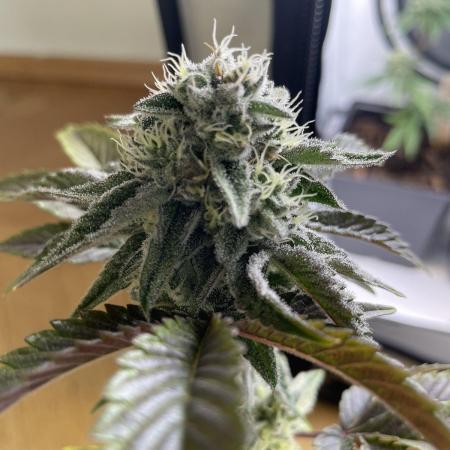 Oreoz - Micro Grow