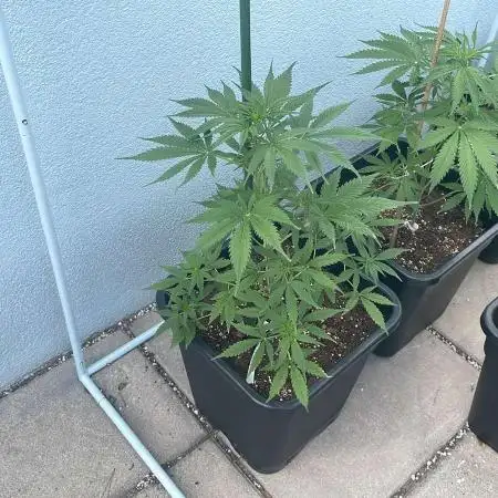 Candy Apples Auto - Outdoor 26