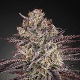 Biscotti x Gelato Auto