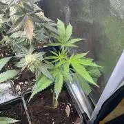 Cherry Burger - MicroGrow