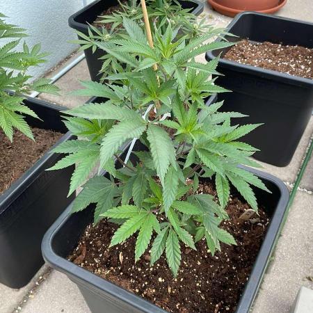 Kush Mints - Outdoor 26