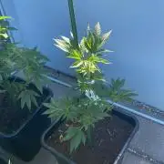 Hash Burger #LeaflyStrain25 - Outdoor 26