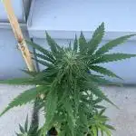 Green Poison XL Auto - Outdoor 25