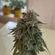 GSC - Micro Grow
