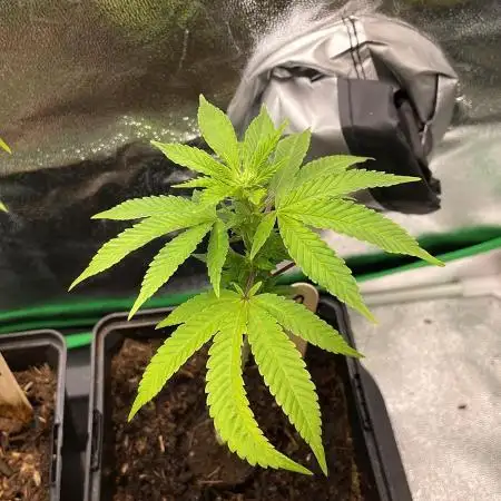OG Kush - Micro Grow