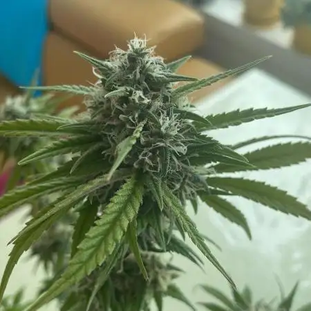 Sweet Afgani Delicious F1 - MicroGrow