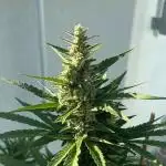 Banana Kush Cake Auto - 2nd Run 2025