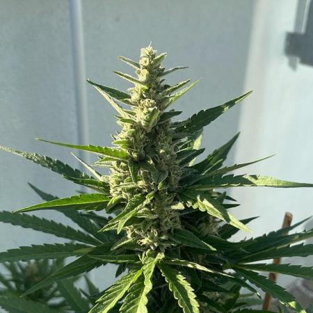 Banana Kush Cake Auto - 2nd Run 2025