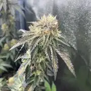 RS#11 - MicroGrow