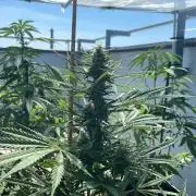 Permanent Marker XL Auto #2 - Outdoor 26