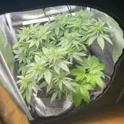 Frozen Biscotti - MicroGrow