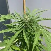 Slurricane Auto - Outdoor 25