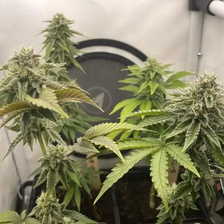 OG Kush - Micro Grow