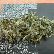 Blue Zushi - MicroGrow