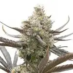 Oreoz - Micro Grow