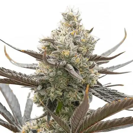 Oreoz - Micro Grow