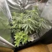 Sweet Afgani Delicious F1 - MicroGrow