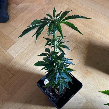 Permanent Marker - Micro Grow