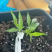Super Boof - Outdoor 26