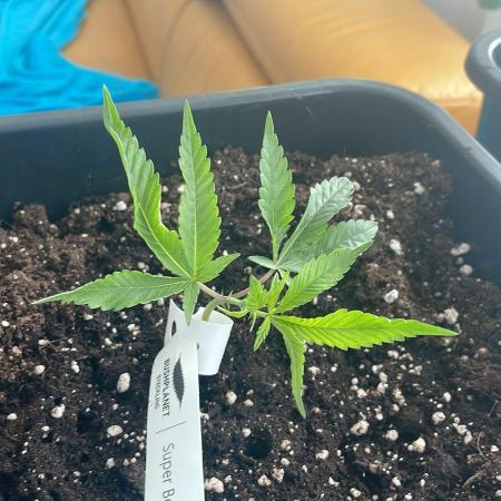 Super Boof - Outdoor 26