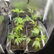 Apple Fritter - MicroGrow