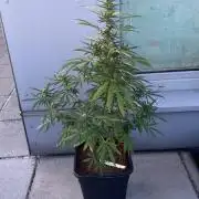 Sticky Orange XXL Auto - Outdoor 25