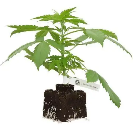 Four Banana Kush Cake Autos