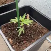 Zoap - Outdoor 26