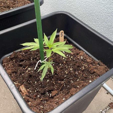Zoap - Outdoor 26
