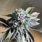 Oreoz - Micro Grow